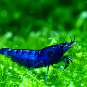 Super Blue Shrimp