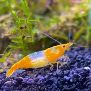 Yellow Rili Shrimp