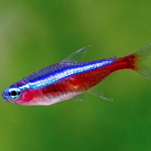 Cardinal Tetra R