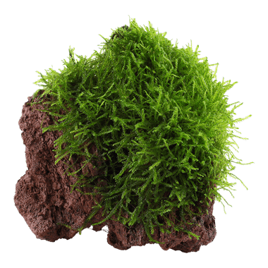 Tropica Taxiphyllum Barbieri On Lava Stone