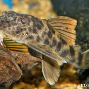 Peckoltia sp.pleco