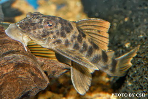Peckoltia sp.pleco