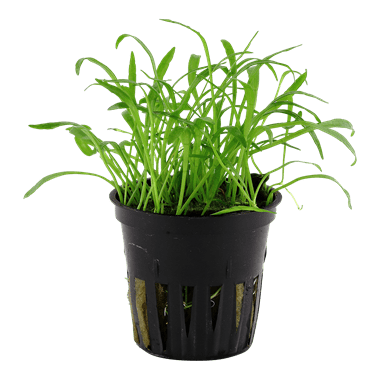 Tropica Lilaeopsis Brasiliensis in Pot