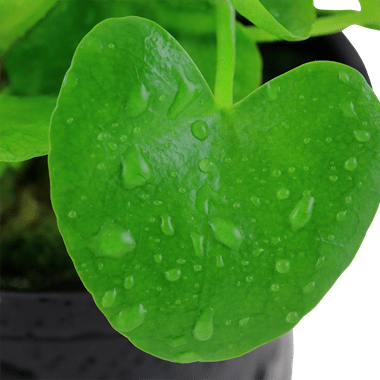 Tropica Nymphoides Hydrophylla 'Taiwan' in Pot