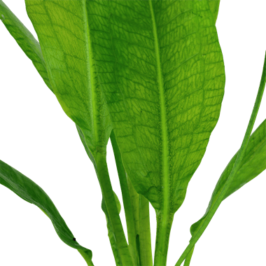 Tropica Echinodorus 'Bleherae' in Pot