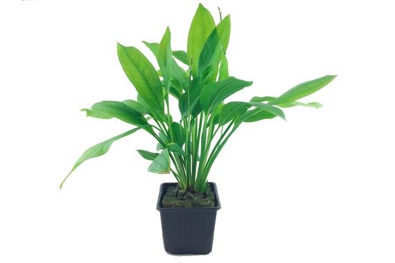 Tropica Echinodorus 'Bleherae' XL