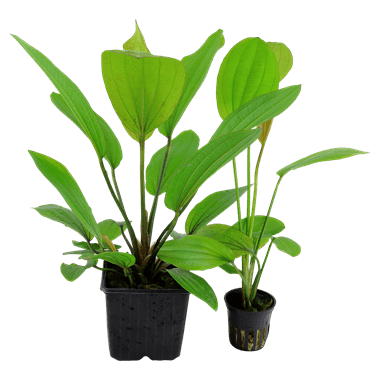 Tropica Echinodorus 'Rose' XL