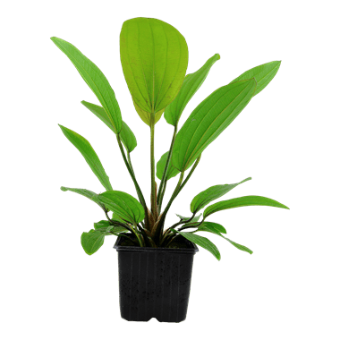 Tropica Echinodorus 'Rose' XL