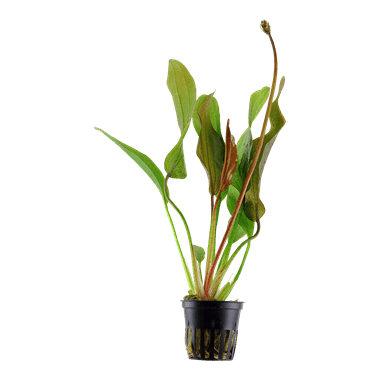 Tropica Echinodorus 'Red Diamond' in Pot