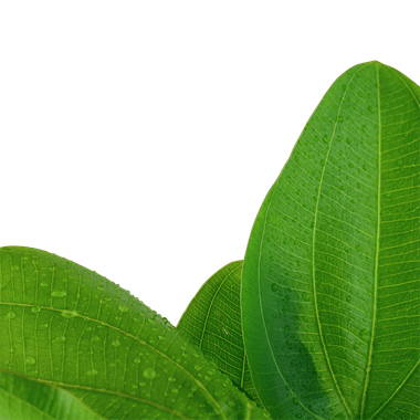 Echinodorus 'Aquartica'