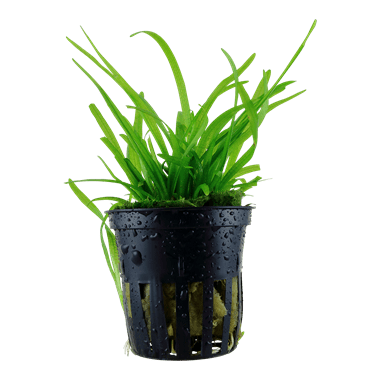 Tropica Sagittaria Subulata in Pot