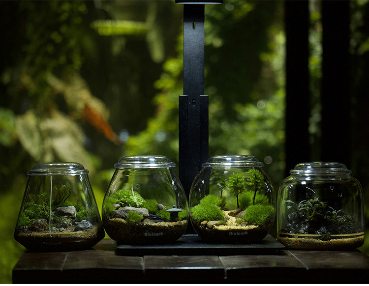 BIOLOARK Mini Bubble Cup Series (One/ Three Cup) - (Landscape Creation