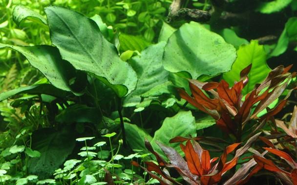Tropica Anubias Barteri Var. Caladiifolia in Pot