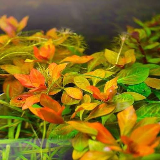 TCulture Ludwigia Dark Orange (TC Cup)