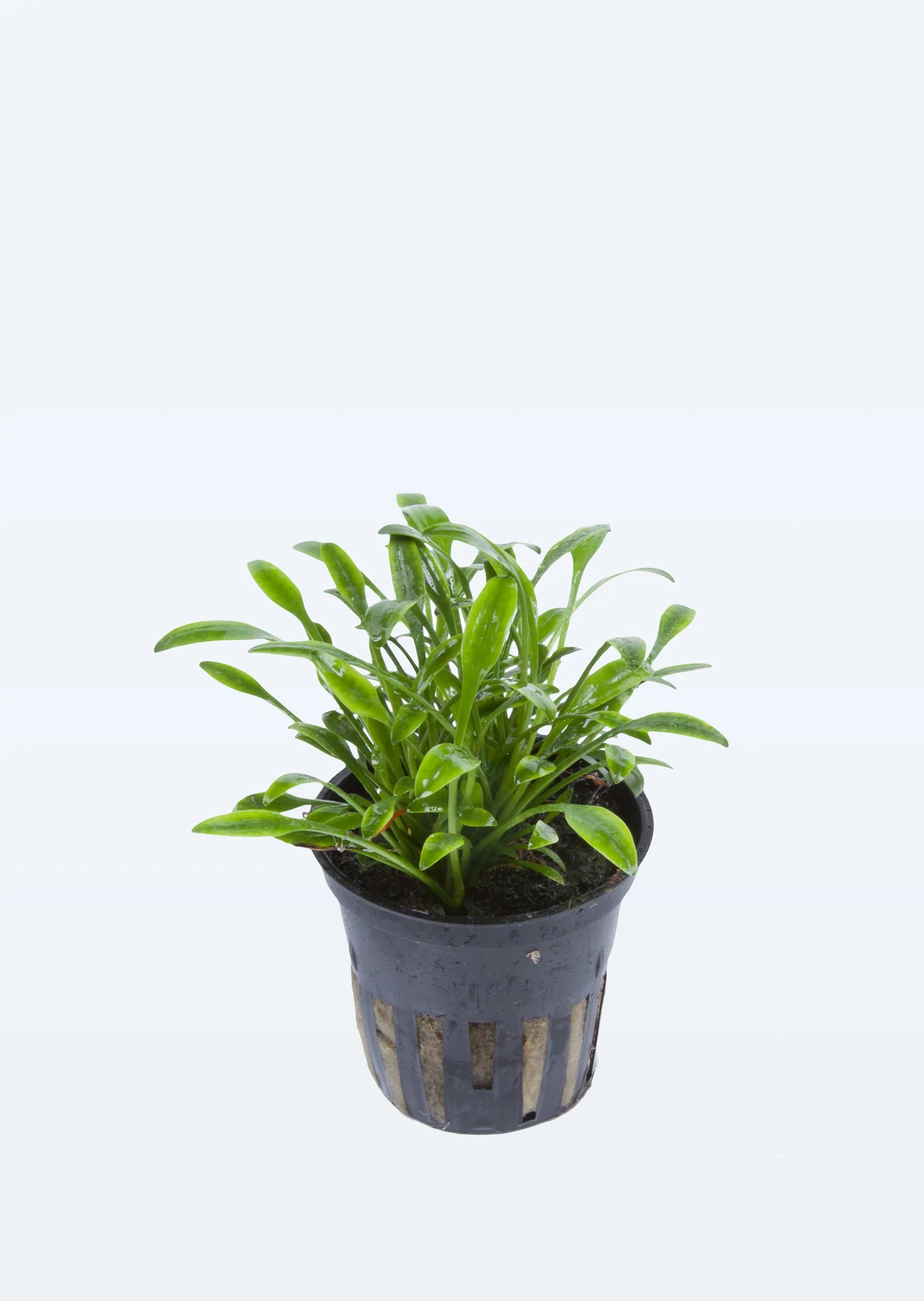 TCulture Cryptocoryne Parva (Pot/TC Cup)