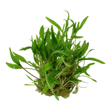 Tropica Cryptocoryne Wendtii 'Green' 1-2 GROW!