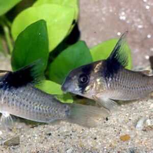 Bicolor Corydoras