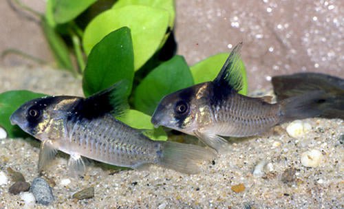 Bicolor Corydoras