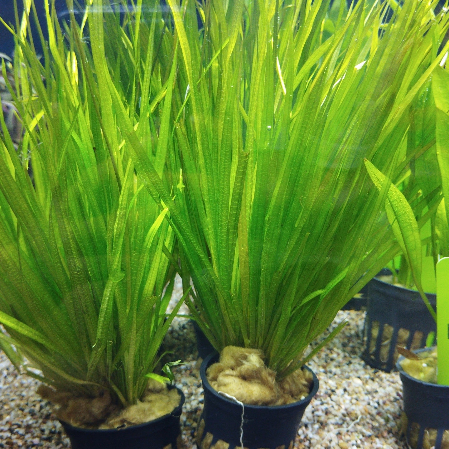 TCulture Blyxa Japonica (Pot/TC Cup)