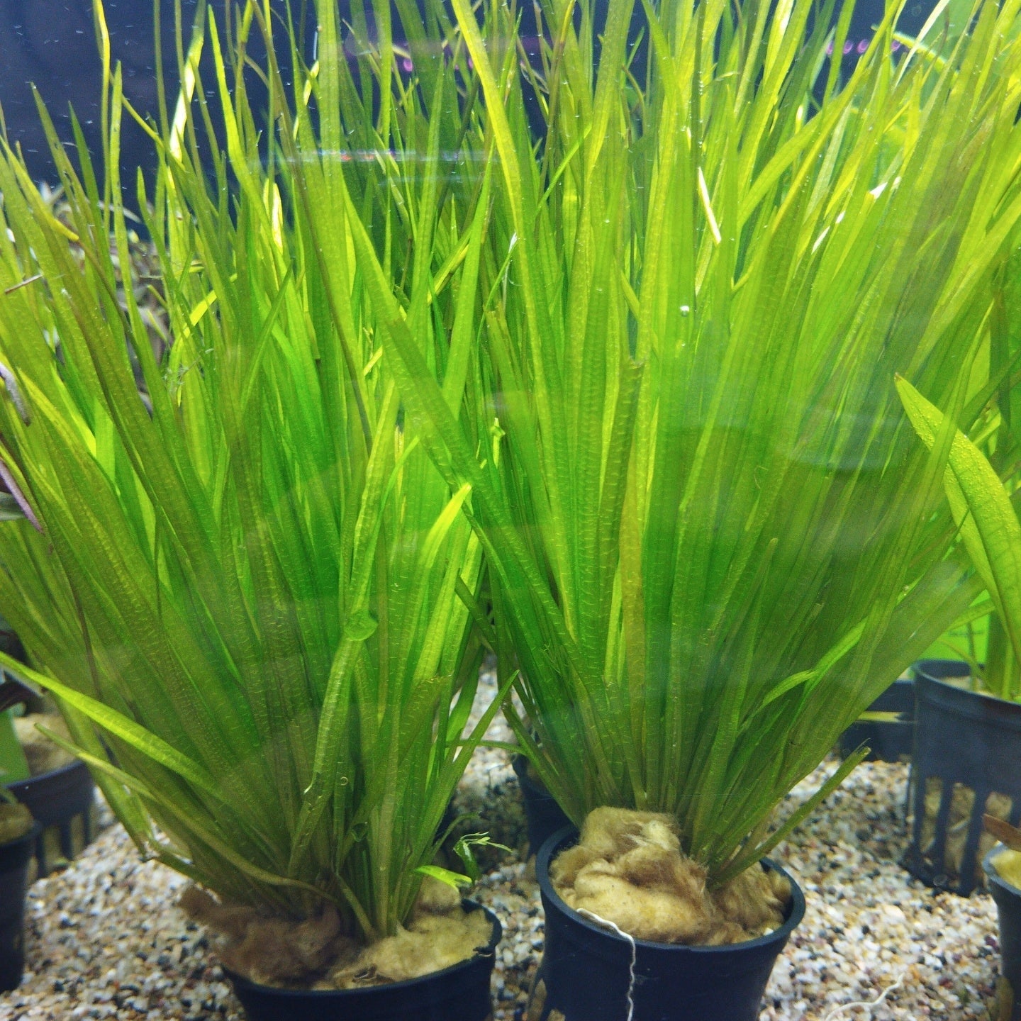 TCulture Blyxa Japonica (Pot/TC Cup)