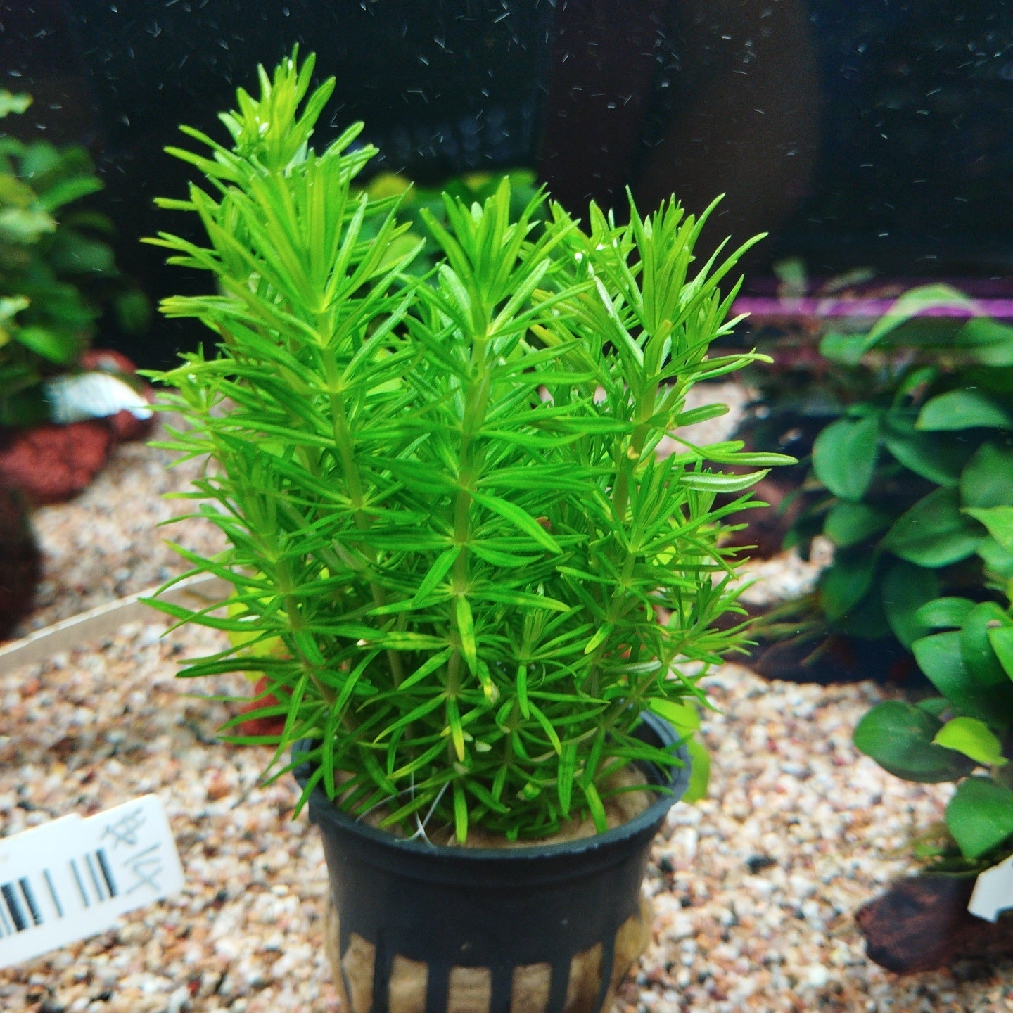 TCulture Pogostemon erectus (Pot/TC Cup)