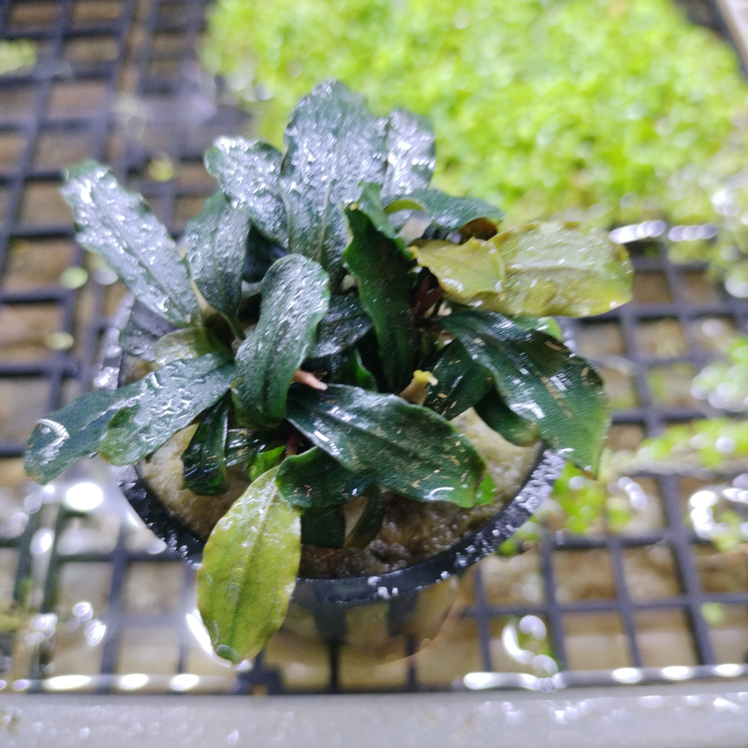 TCulture Bucephalandra Brownie Blue (Pot/TC Cup)