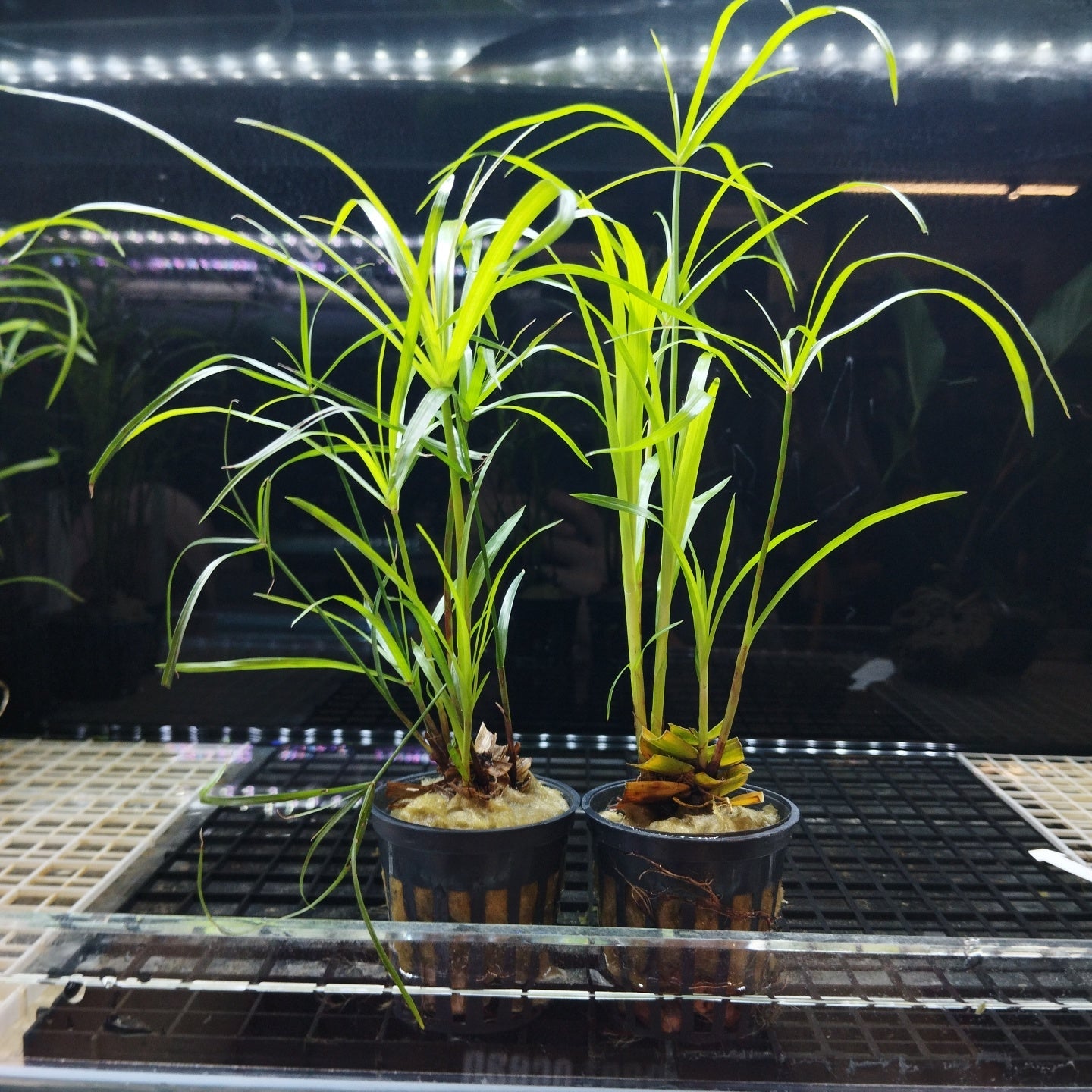 TCulture Cyperus Alternifolius (Pot)