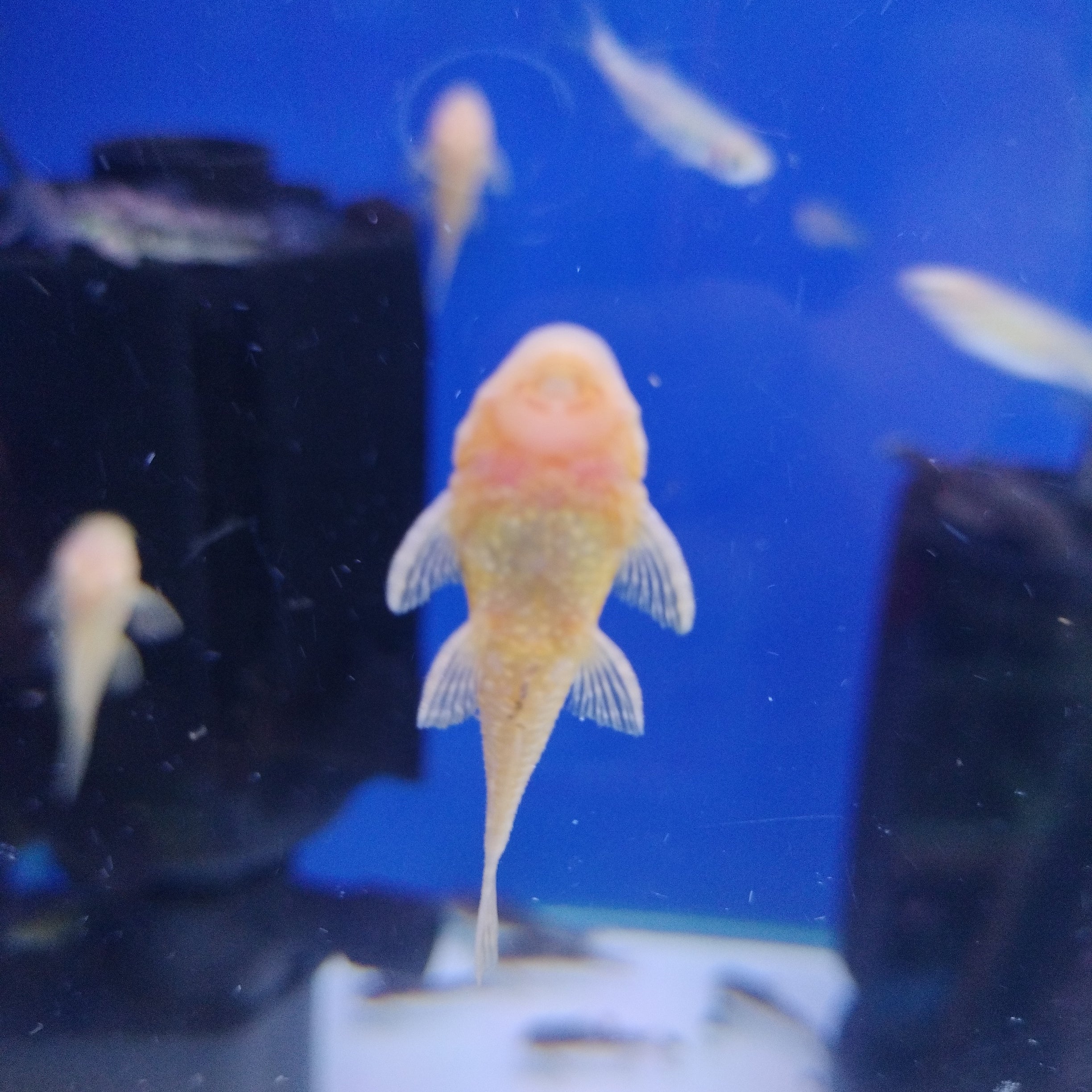 Albino Bristlenose Pleco