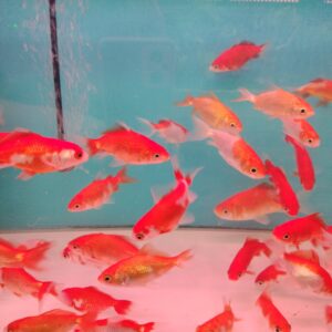 Wakin Goldfish ( 3 inches)