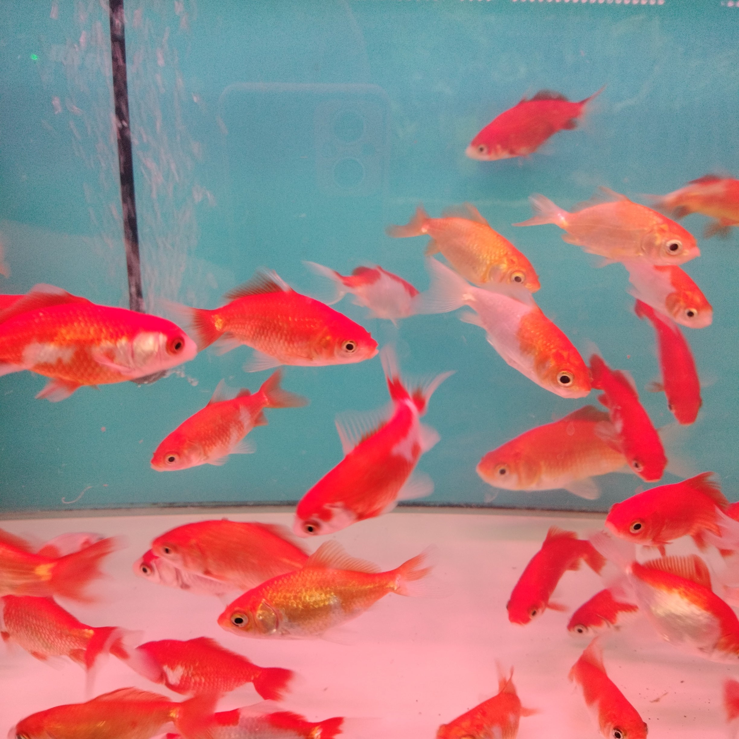 Wakin Goldfish ( 3 inches)