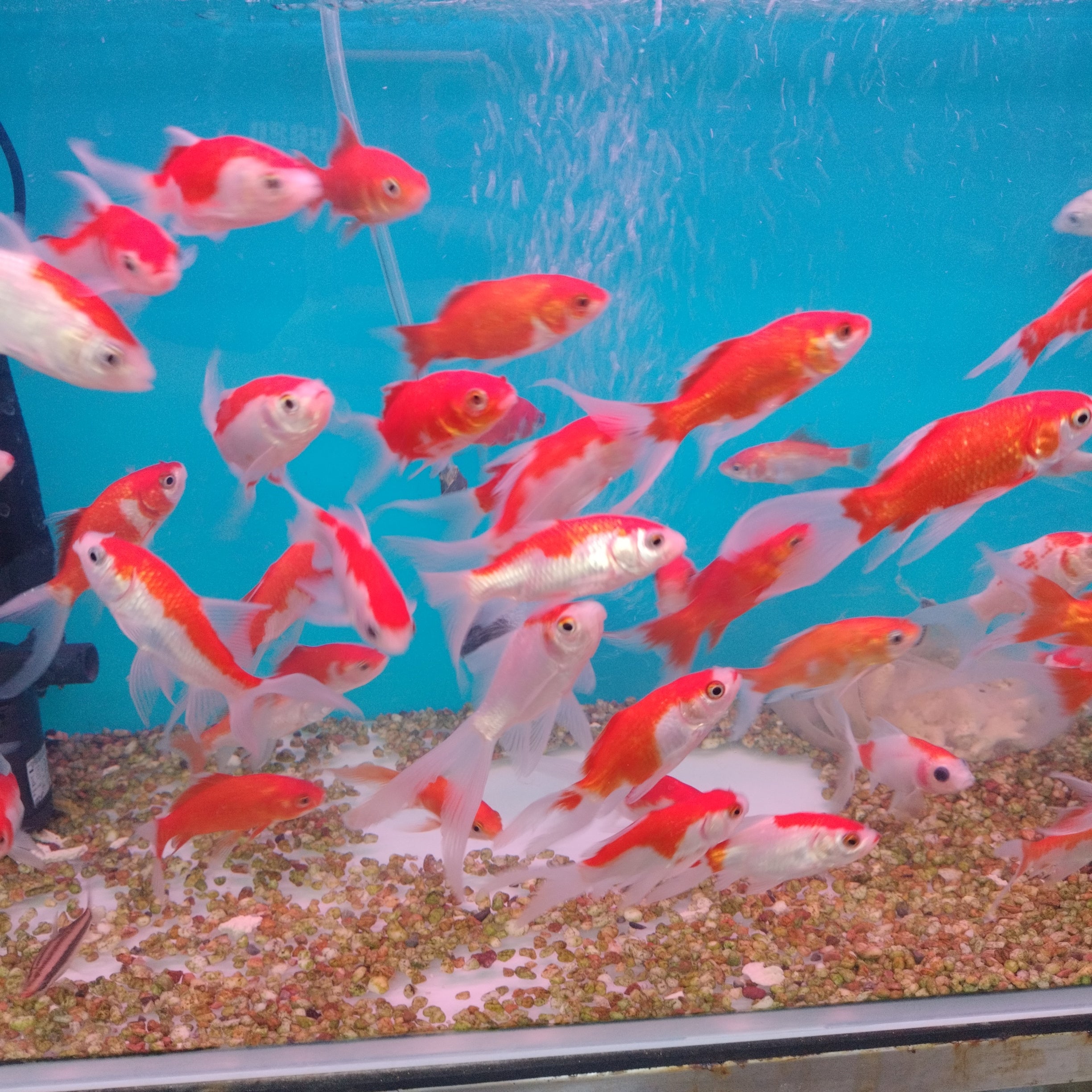 Orange Shubunkin Goldfish (3 inches)