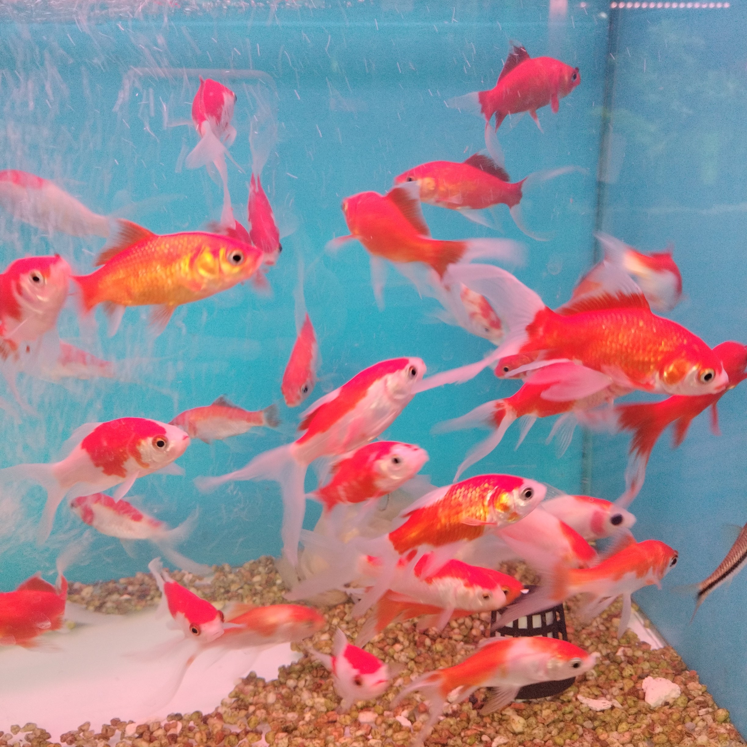 Orange Shubunkin Goldfish (3 inches)