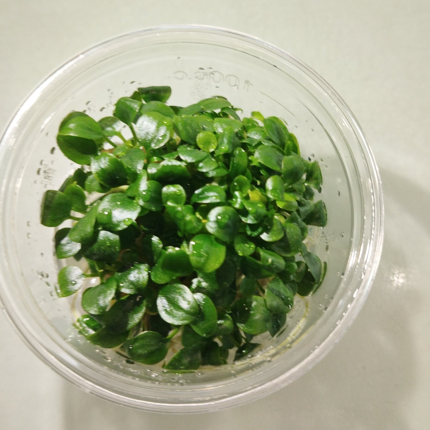 TCulture Schismatoglottis perietoi (TC Cup)