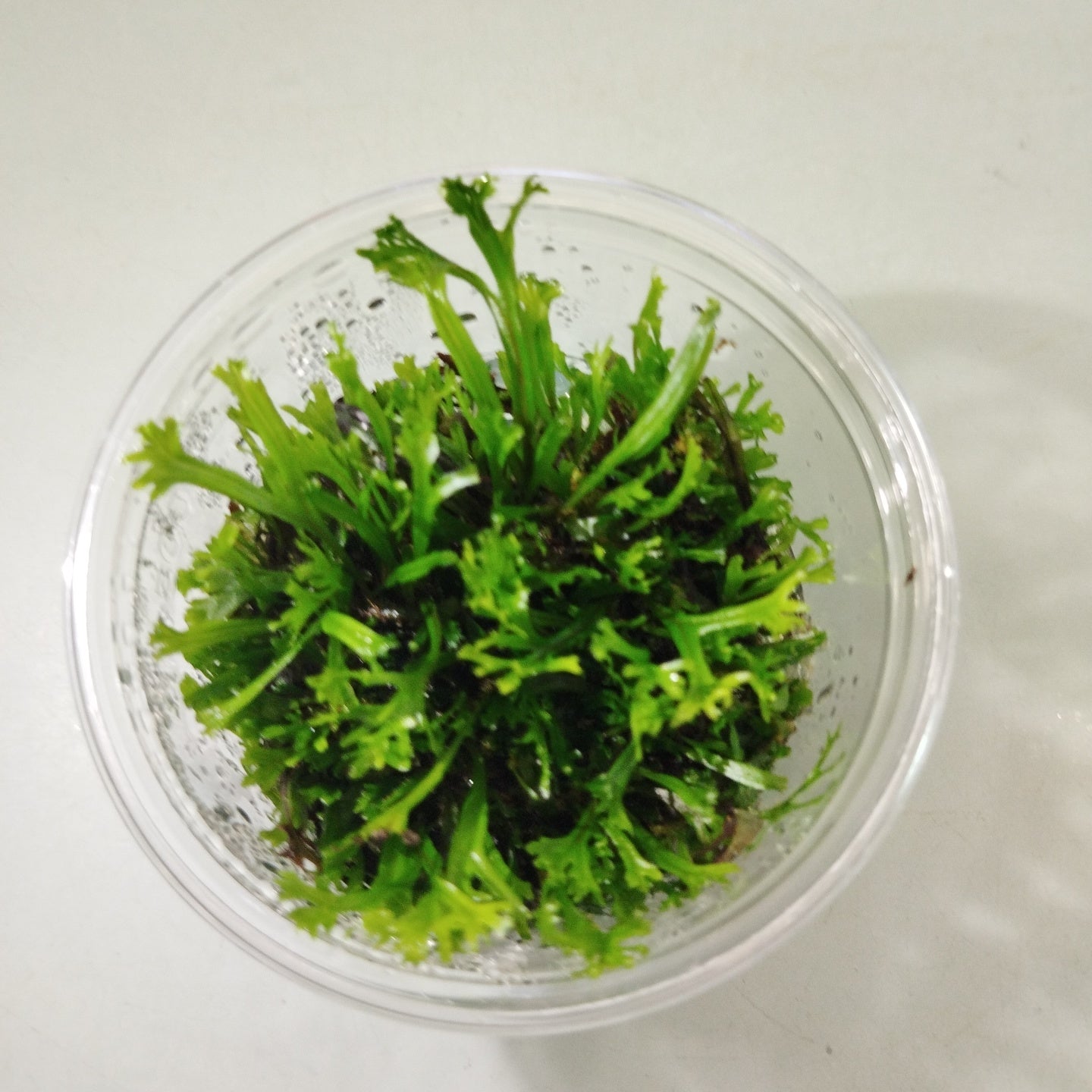 TCulture Microsorium Windelov (TC Cup)