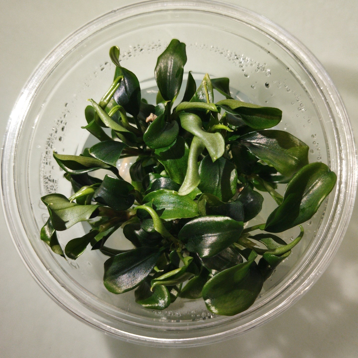 TCulture Bucephalandra Green Wavy (Pot/TC Cup)