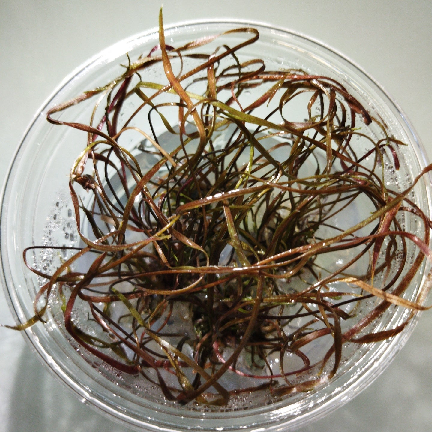 TCulture Cryotocoryne tonkinesis (TC Cup)