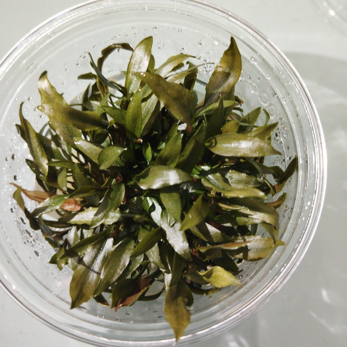 TCulture Cryotocoryne Petchii (TC Cup)