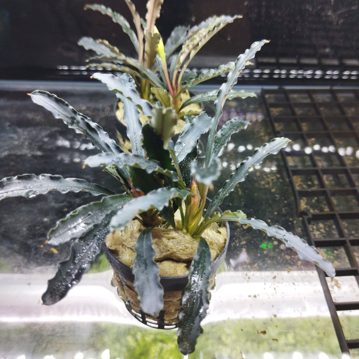 TCulture Bucephalandra Catherine (Pot)