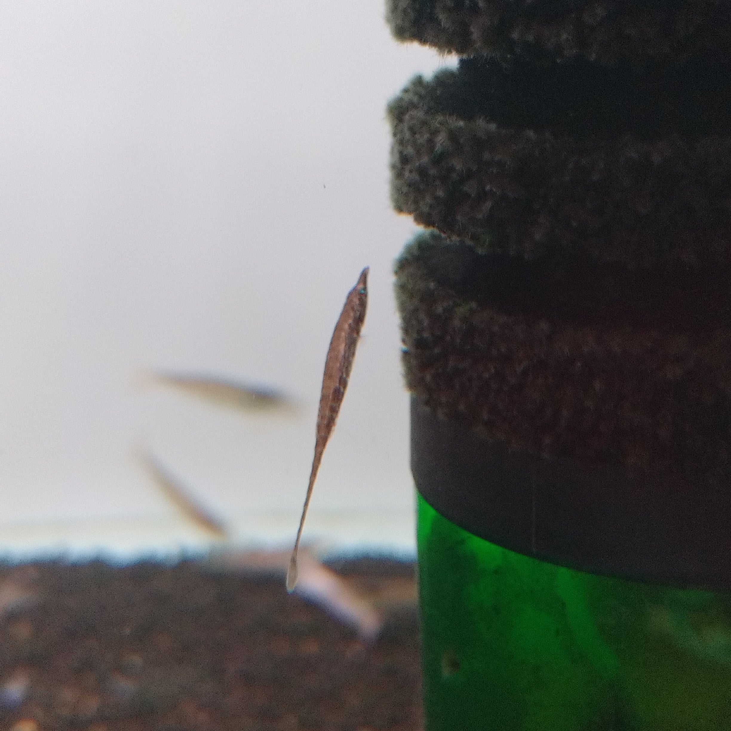 Indostomus Crocodilus