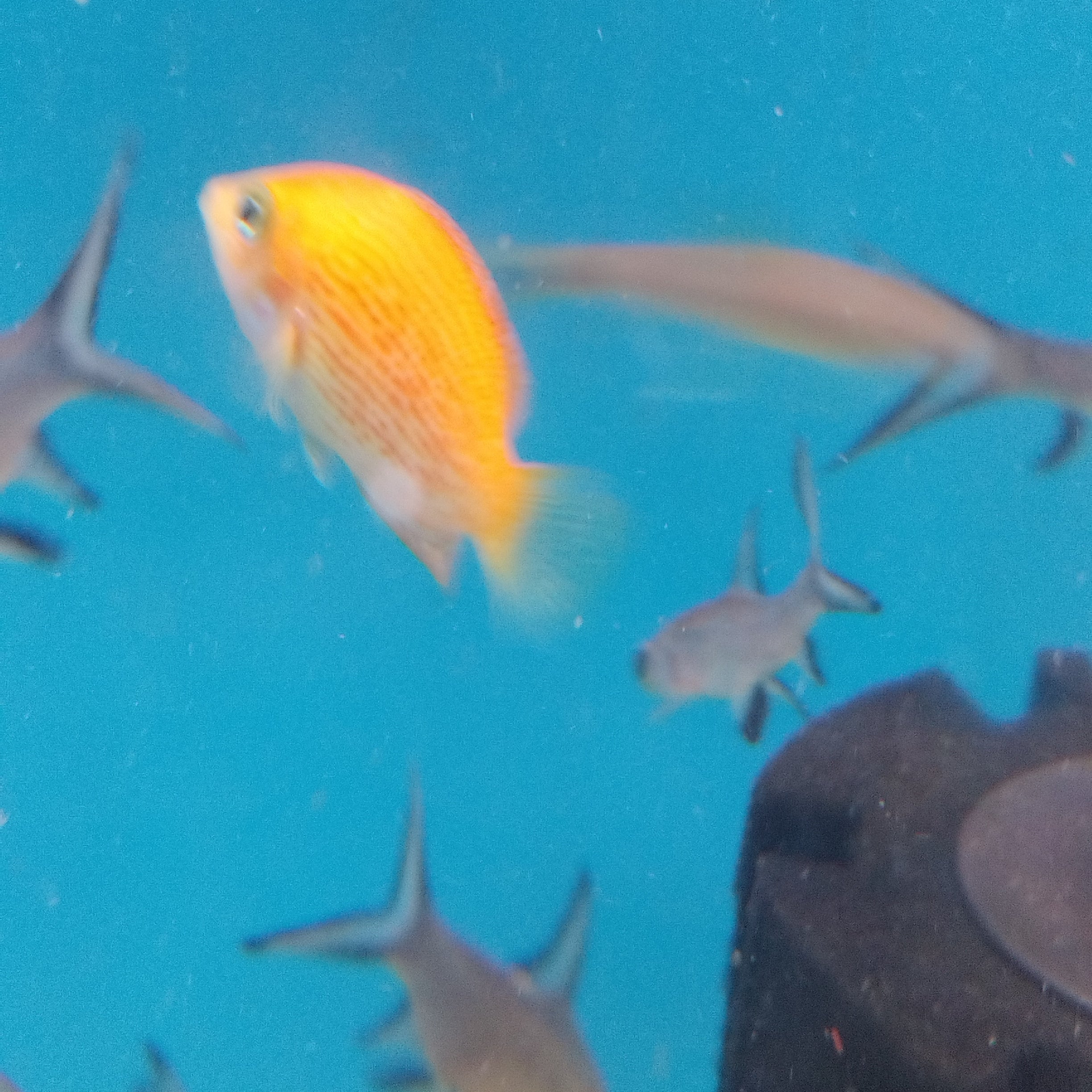 Orange Chromide ( M )