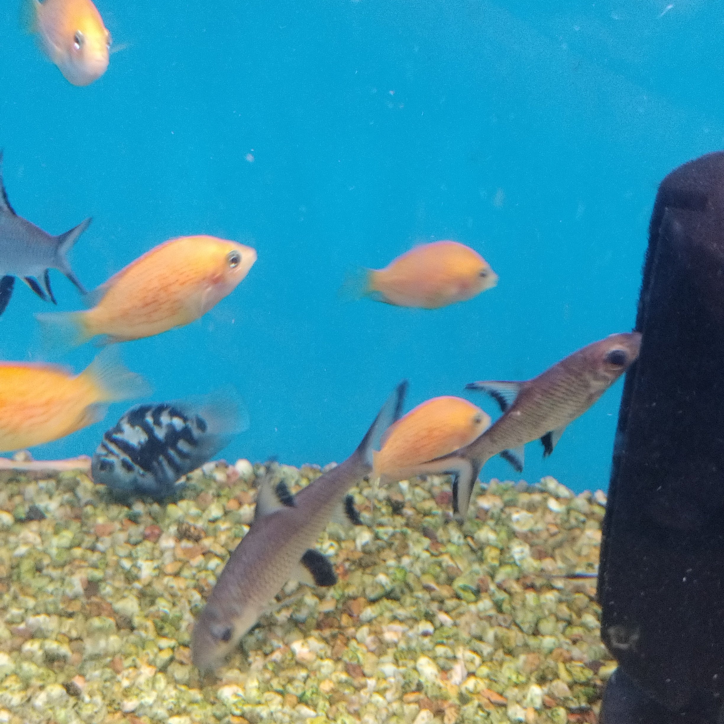 Orange Chromide ( M )