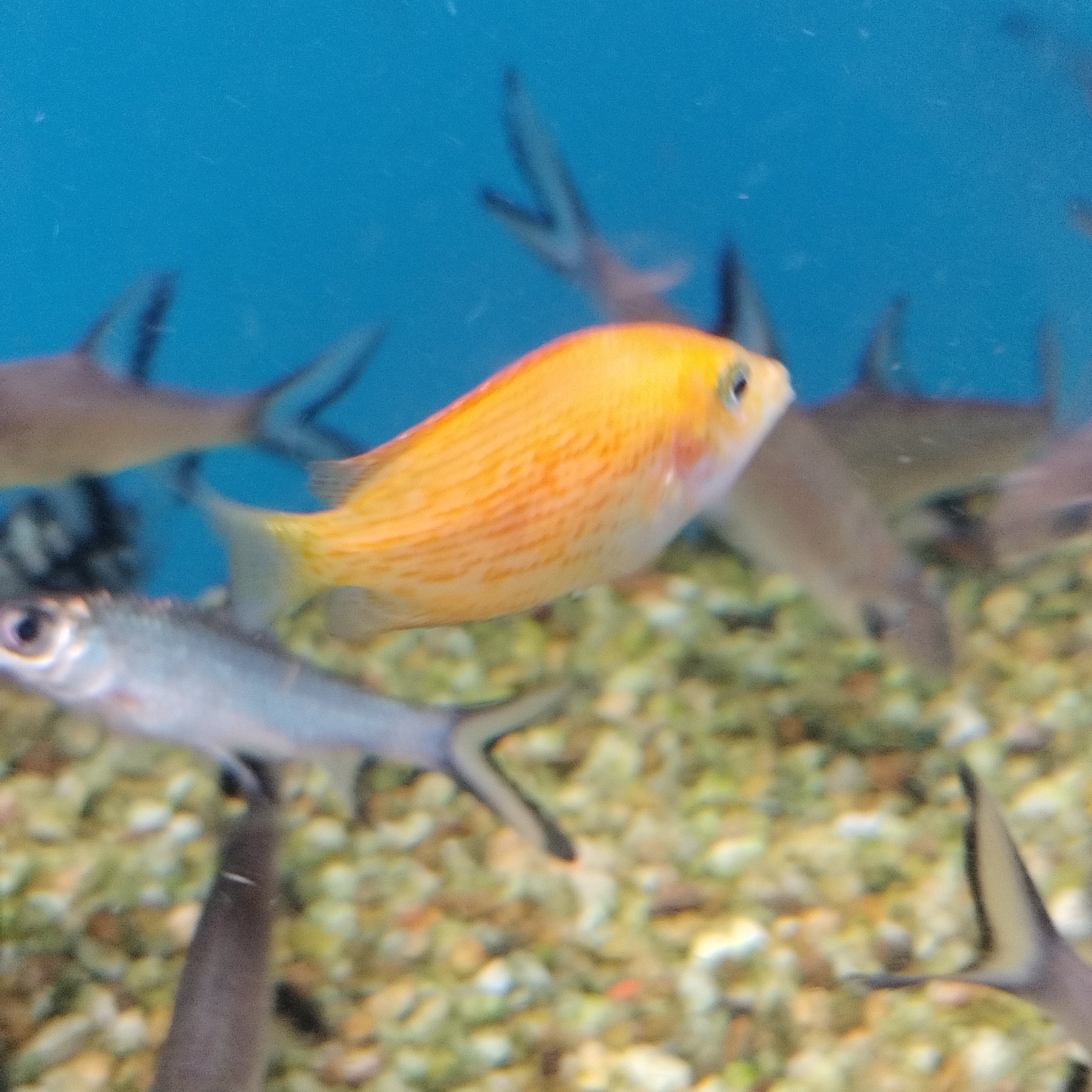 Orange Chromide ( M )