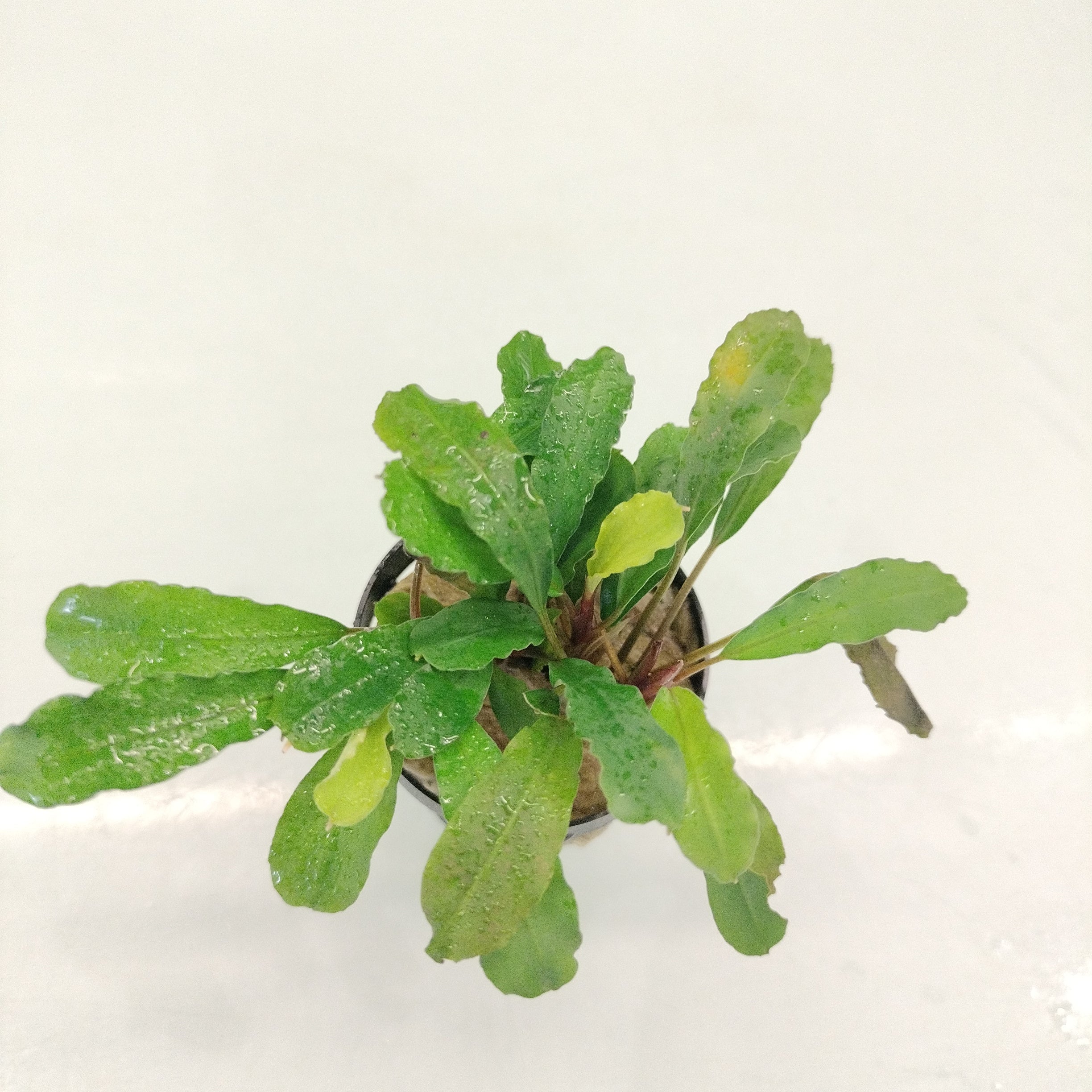 TCulture Bucephalandra Green Gecko (Pot)