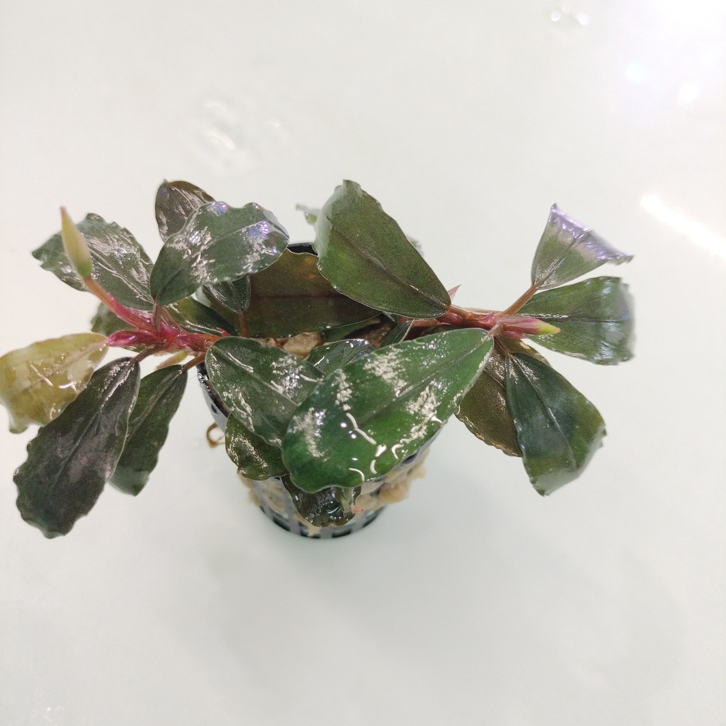 TCulture Bucephalandra Maia (Pot)