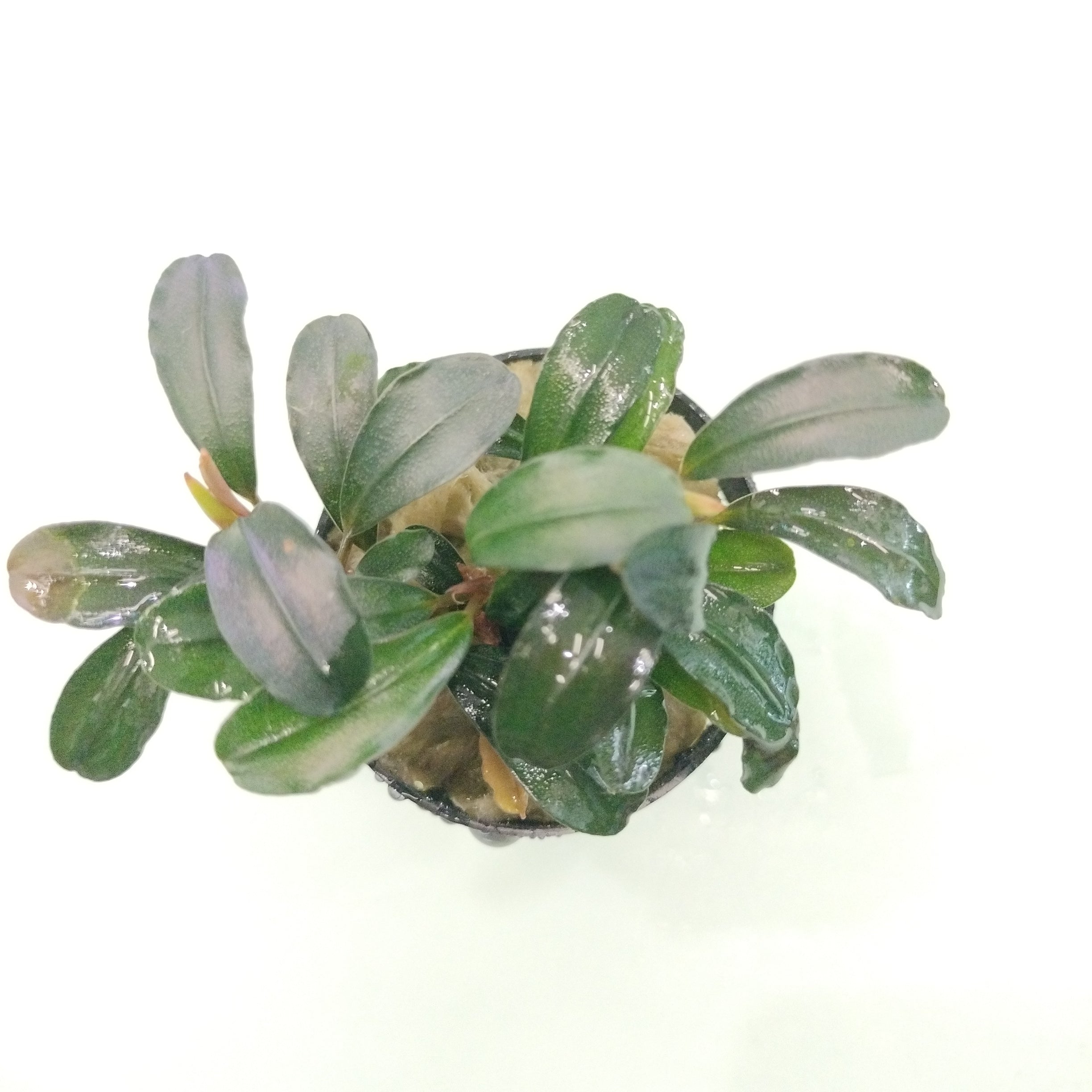 TCulture Bucephalandra Brownie Brown (Pot)