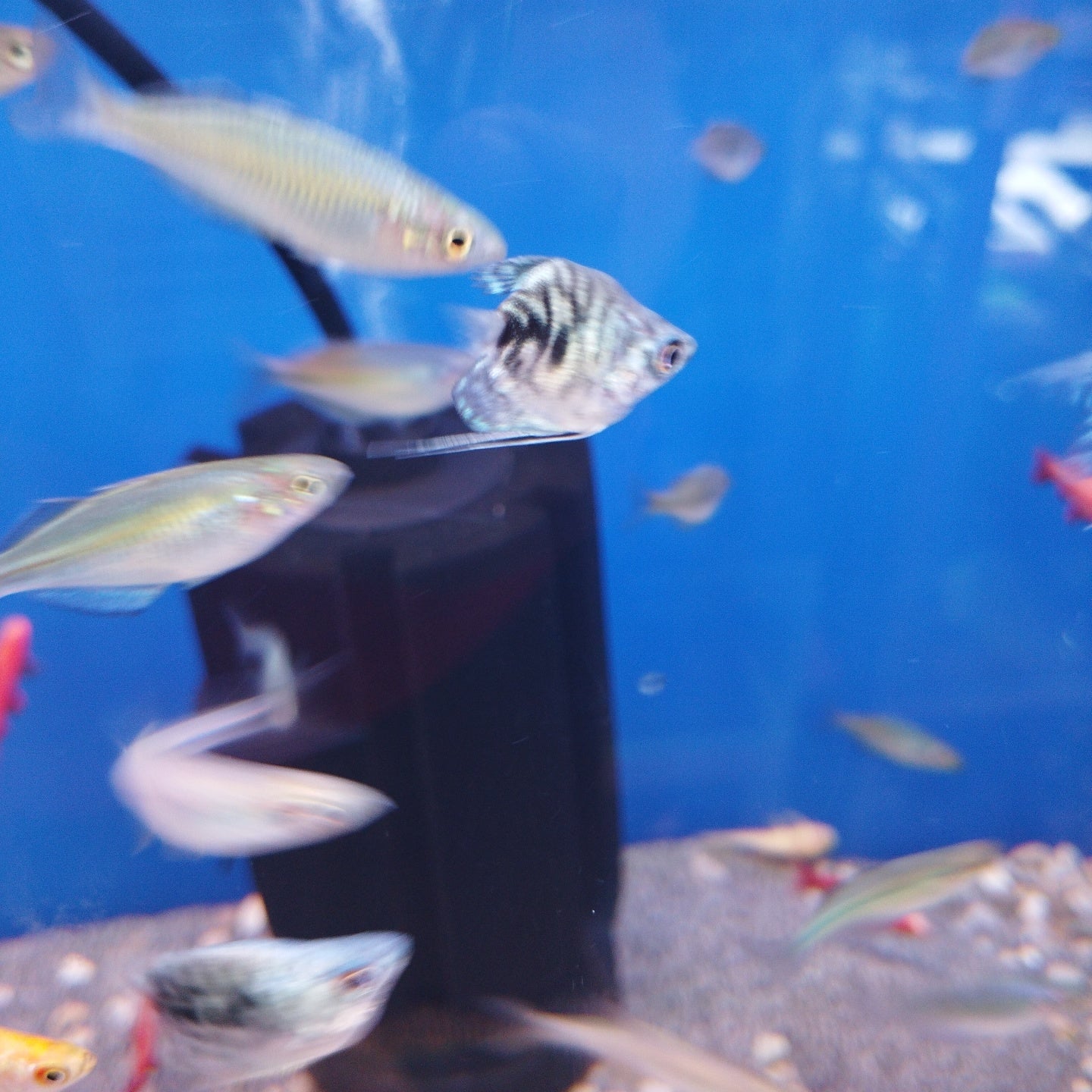 Blue Balloon marble Gourami