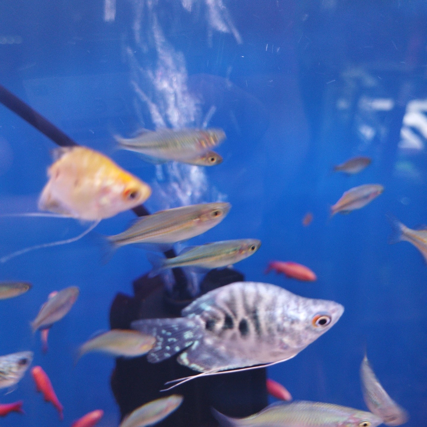 Blue Balloon marble Gourami
