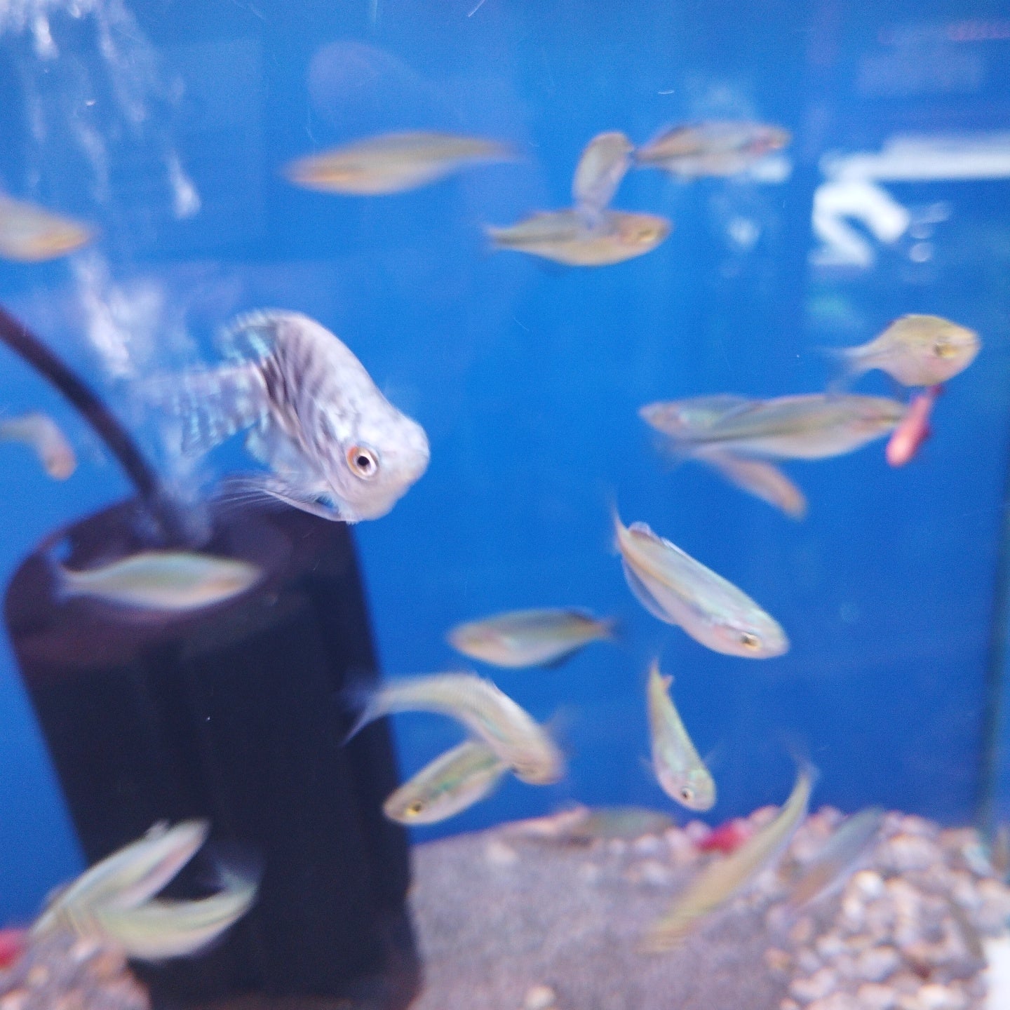 Blue Balloon marble Gourami