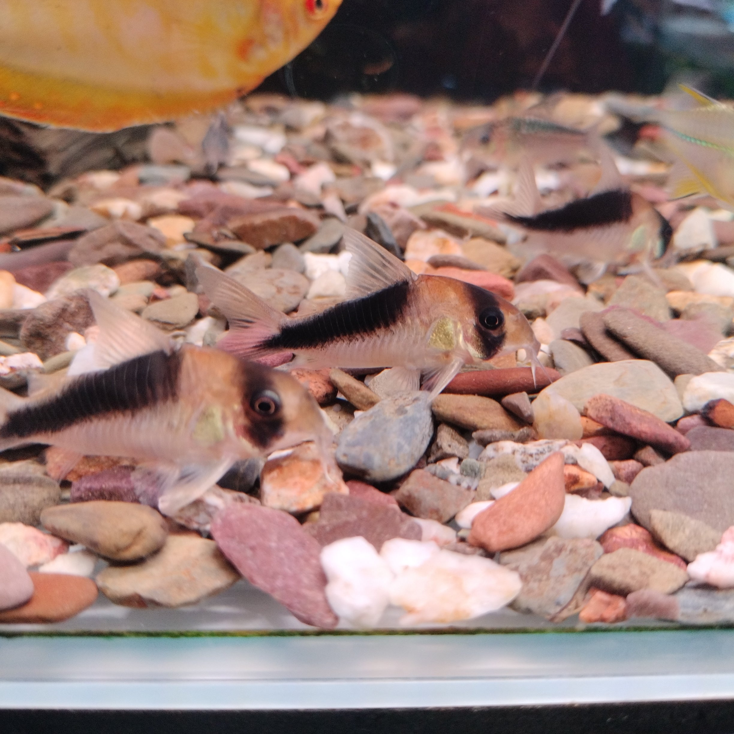 Corydoras sp . CW 106