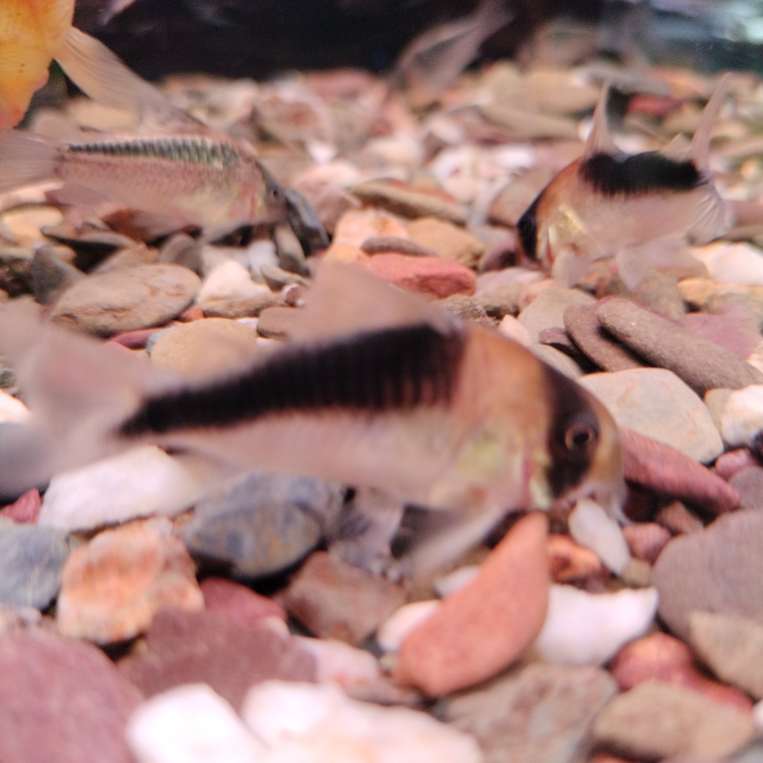 Corydoras sp . CW 106